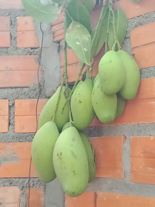 33 Mango 1