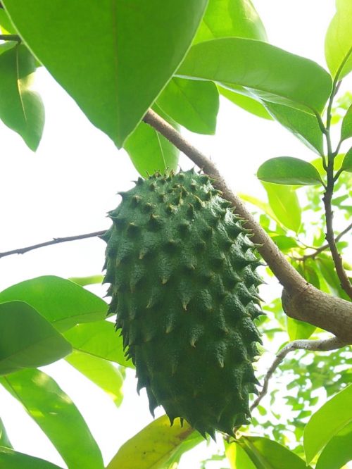 35 Jak fruit 1