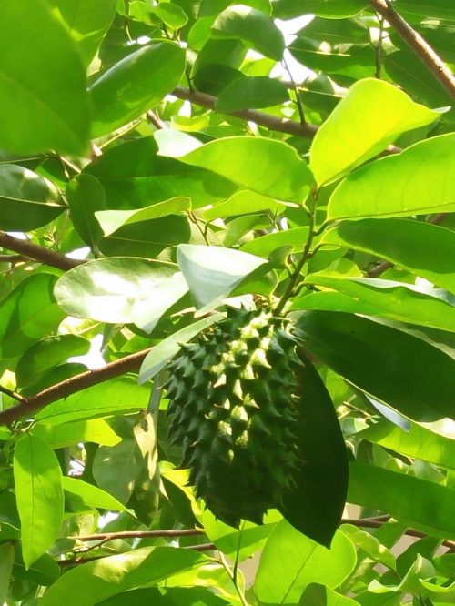 36 Jak fruit 2