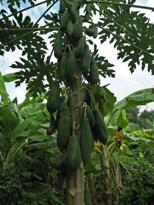 39 Papaya 1
