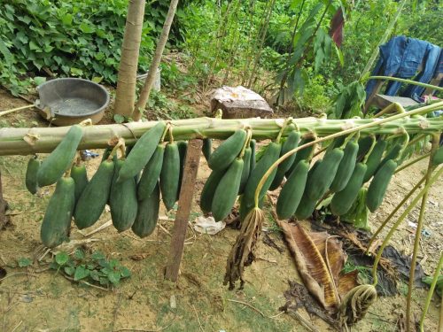40 Papaya 2